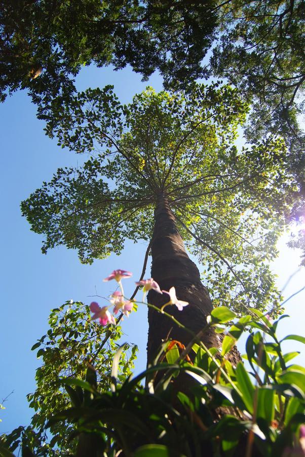 Tree House Hotel Sisaket Exteriör bild